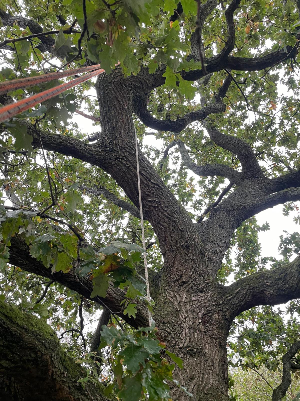 Arborist looking up into a large oak canopy during rope access work