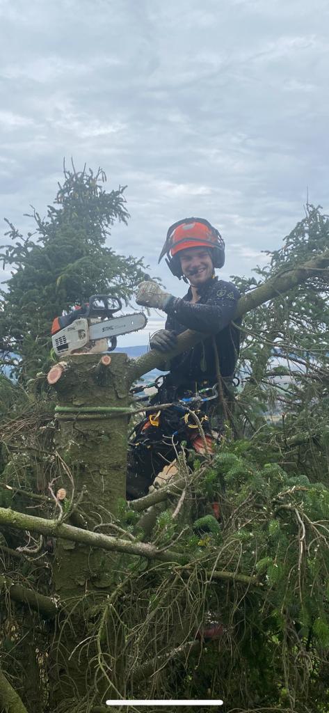 PineGrove Tree Surgeons cutting conifer branches with a chainsaw