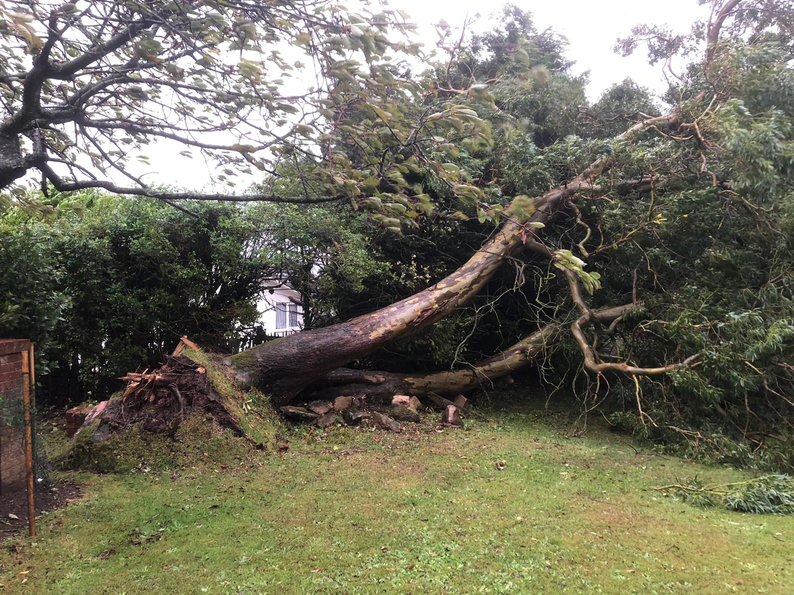 Fallen Tree Removal
