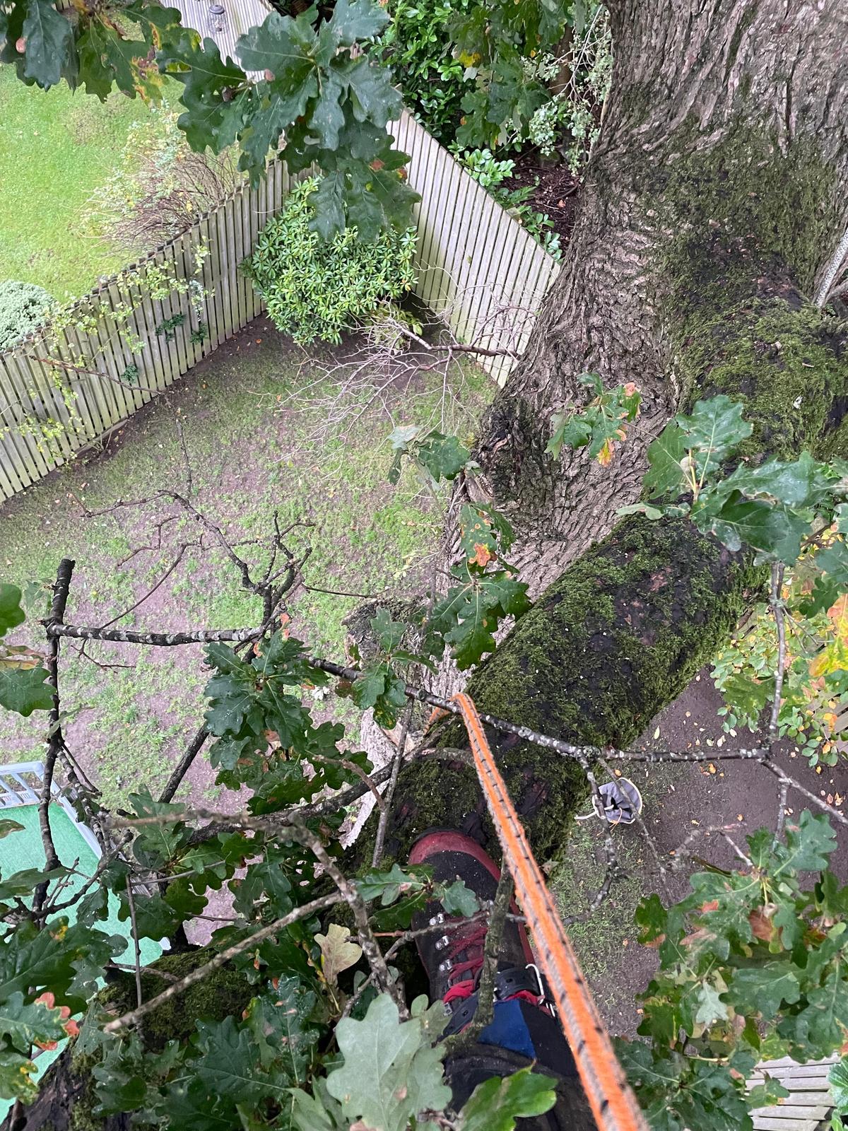 Rope access tree surgeon ascending a large tree trunk