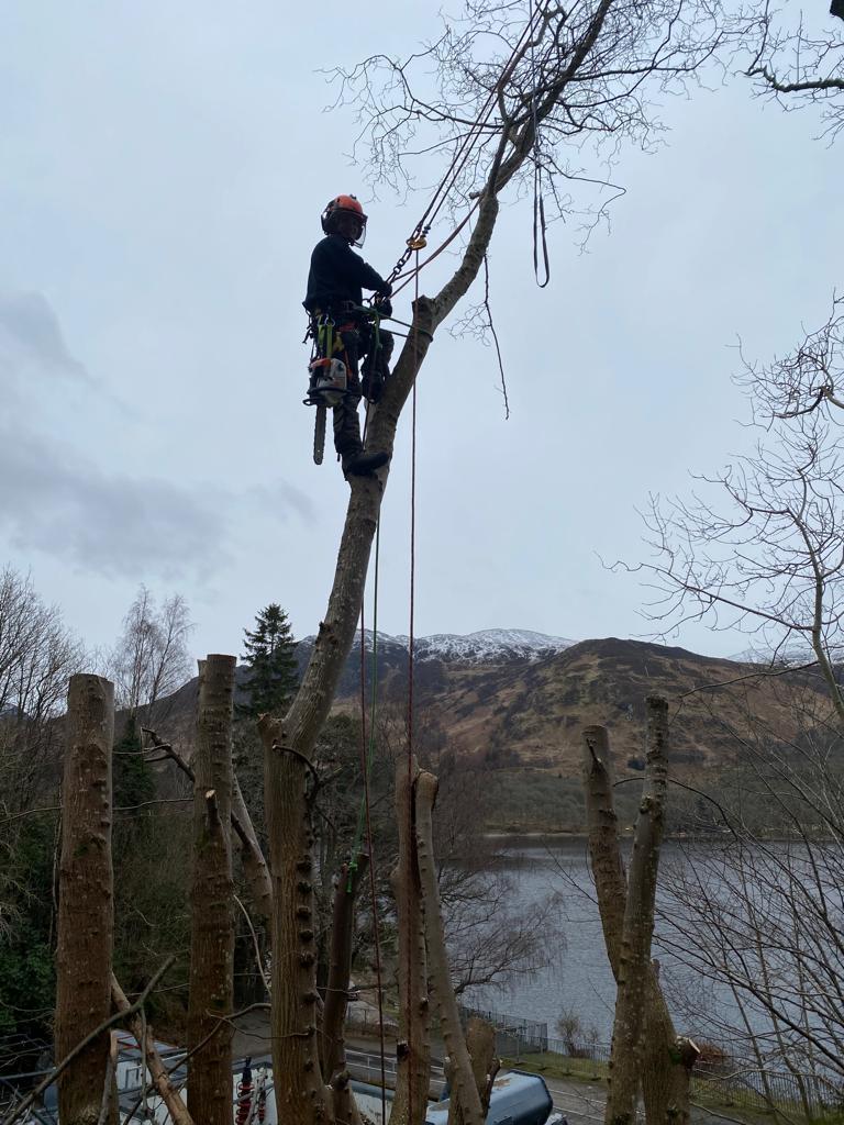 Emergency Tree Work 24/7