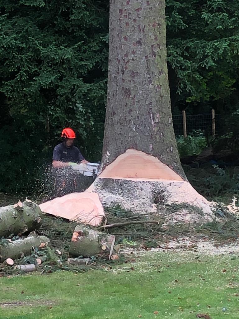 PineGrove Tree Surgeons felling a large tree with a chainsaw