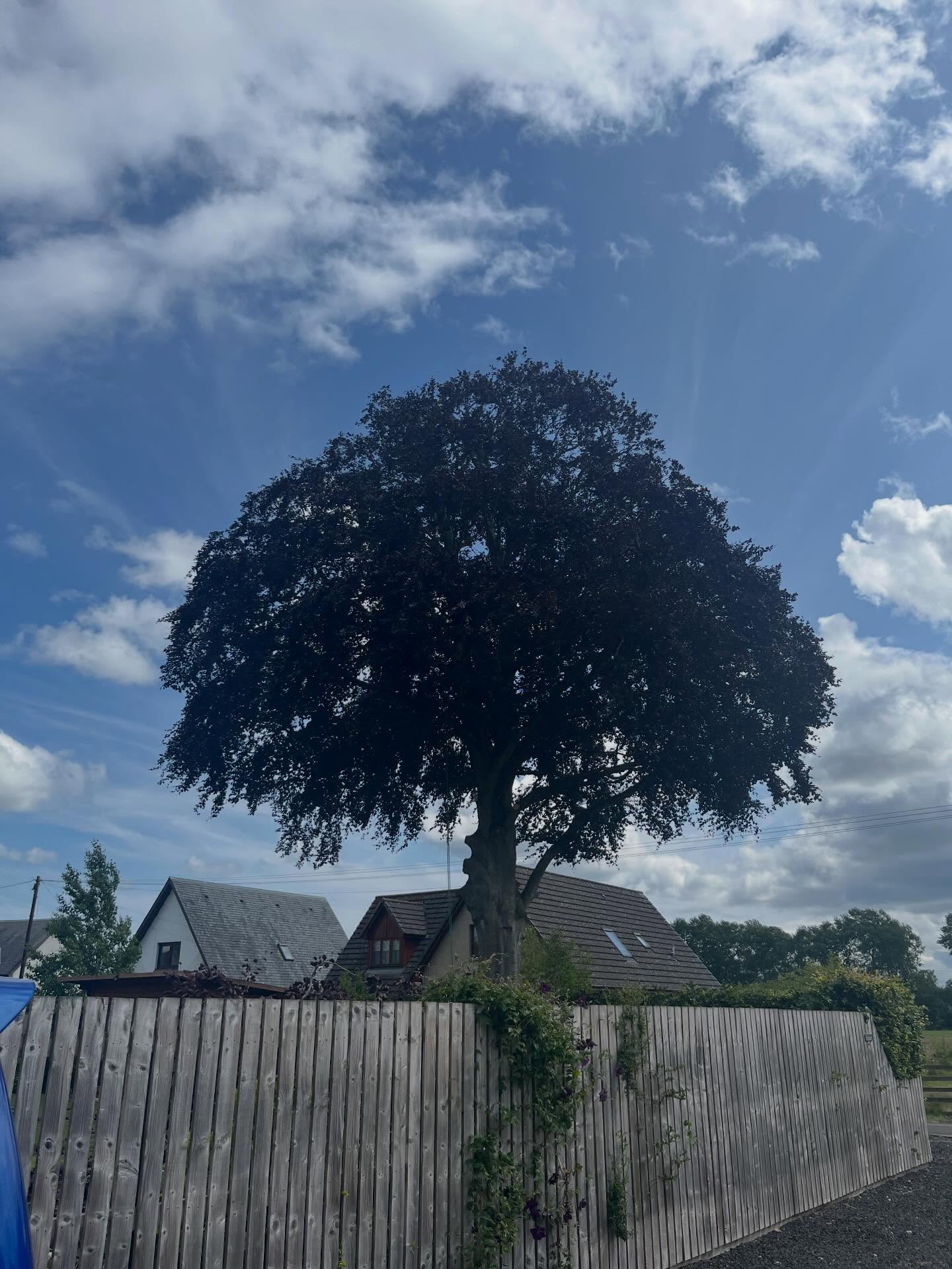 Tree Pruning & Crown Reduction